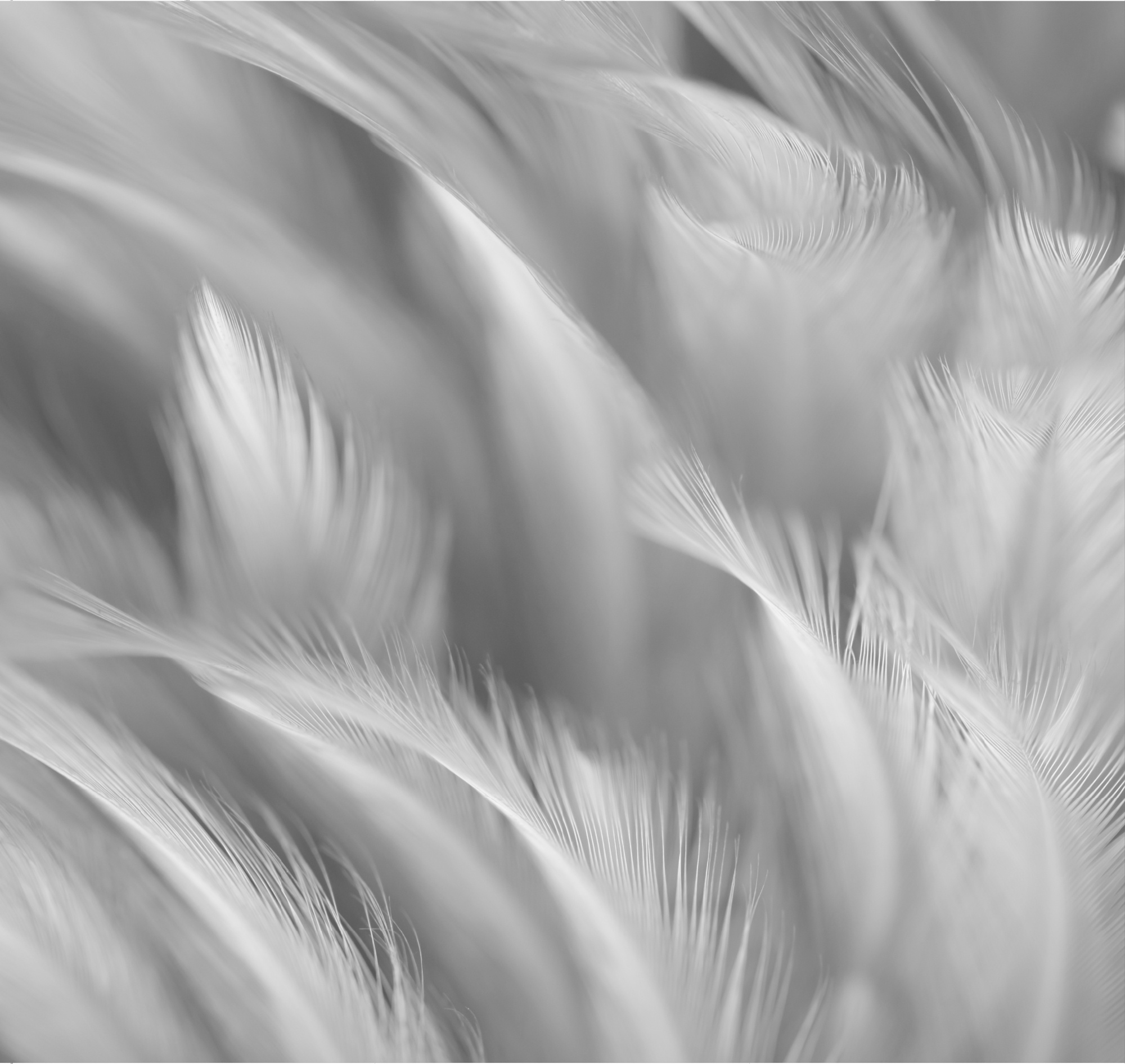 Флизелиновые фотообои "Перья", 300*283 см, серый